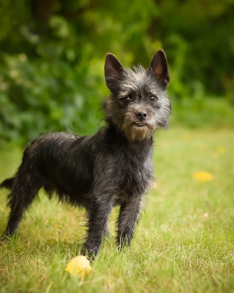 A young small-sized male Terrier dog named Salvador Dogi for adoption in Bridgeport, CT