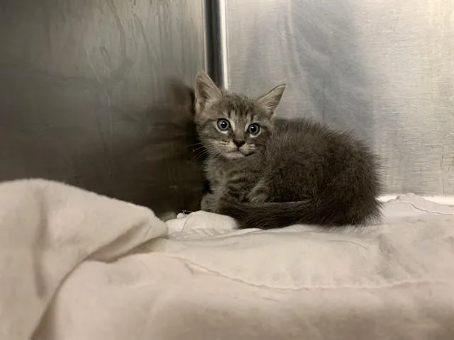 A baby small-sized female Domestic Short Hair cat named Patty for adoption in Grand Prairie, TX
