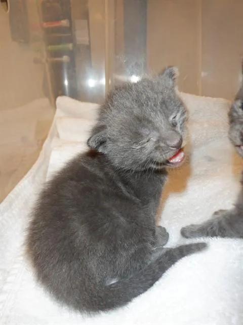 A baby small-sized male Domestic Short Hair cat named Greyson for adoption in San Jose, CA