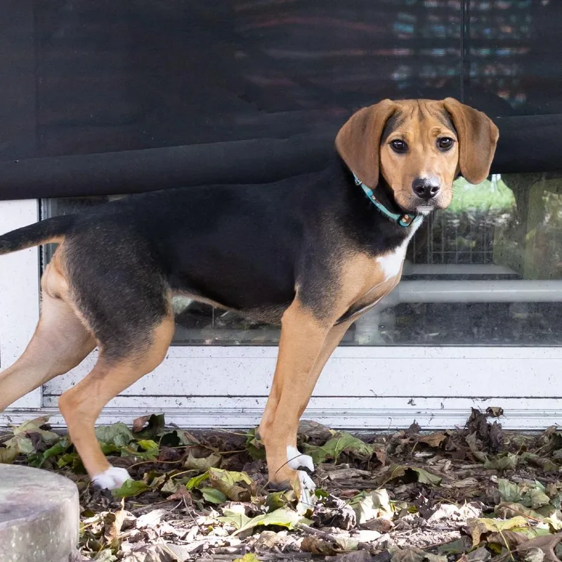 A young medium-sized female Yellow / Tan / Blond / Fawn Hound dog named Bonnie for adoption in McKean, PA