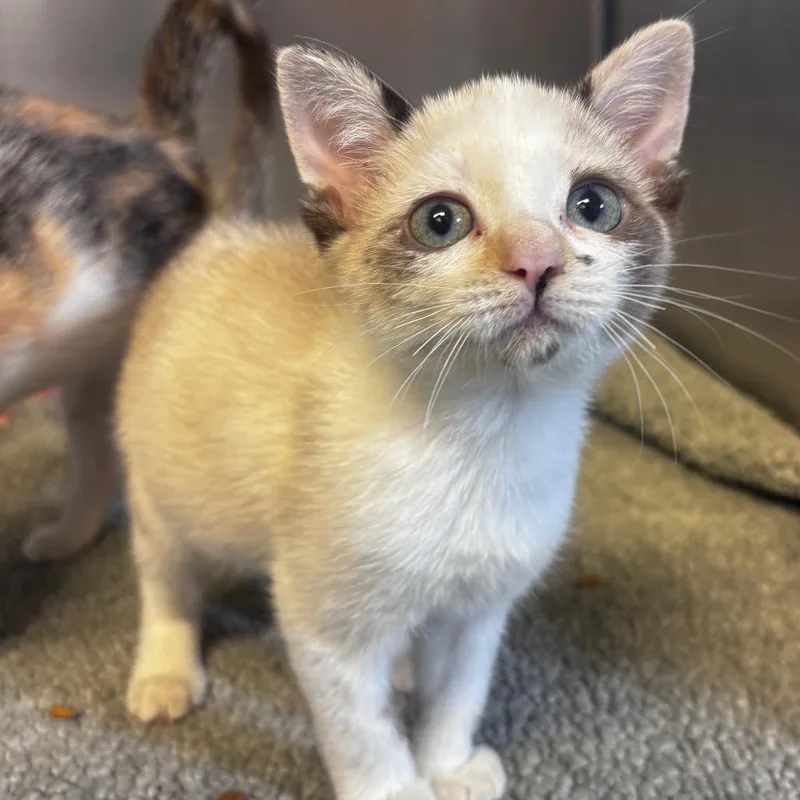 A baby small-sized female White Domestic Short Hair cat named Scarlett for adoption in Belleville, IL