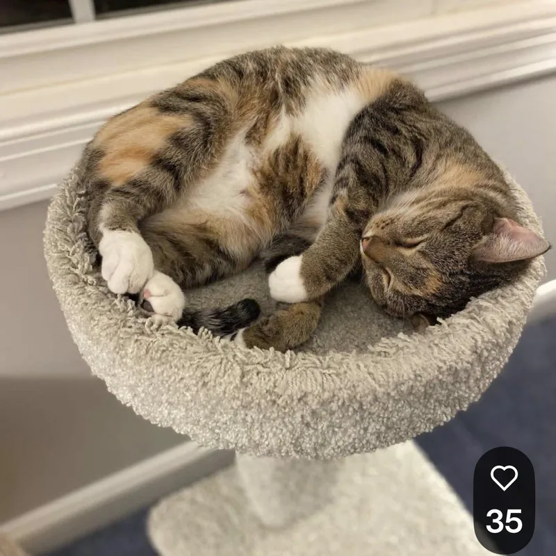 An adult medium-sized female Calico Tabby cat named Kismet for adoption in Denver, NC