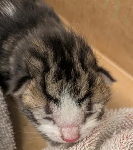 A baby small-sized male Domestic Short Hair cat named Coco for adoption in San Martin, CA