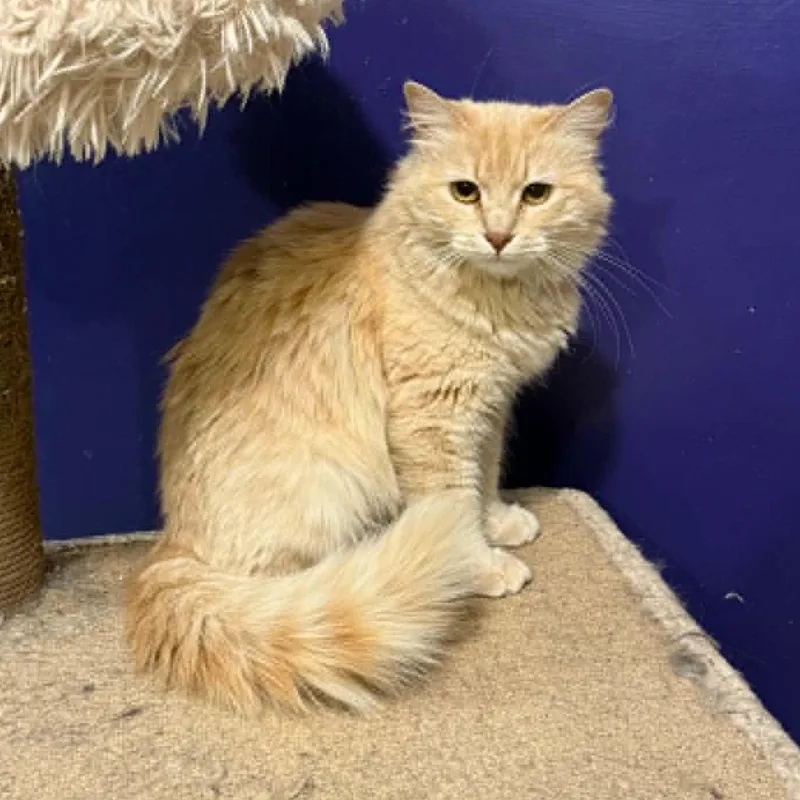 An adult medium-sized female Buff / Tan / Fawn Domestic Long Hair cat named Florence for adoption in Antioch, CA