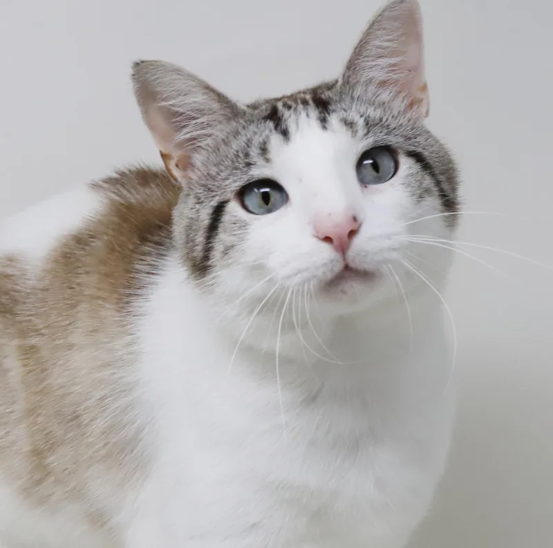A young medium-sized male Blue Cream Snowshoe cat named Jacob is nothing less for adoption in Bedford Hills, NY
