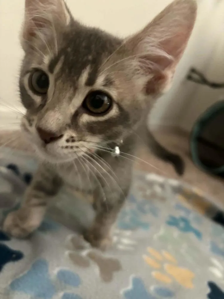 A baby small-sized male Blue Point Domestic Short Hair cat named Grok for adoption in tucson, AZ