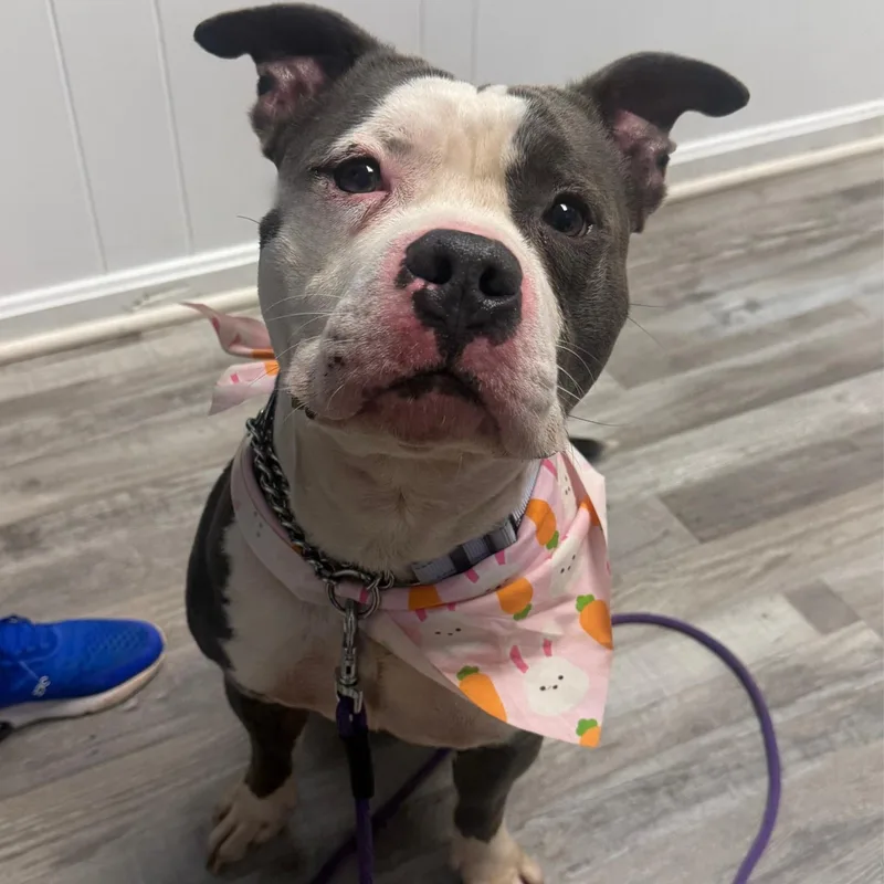 A young medium-sized male American Staffordshire Terrier dog named Kevin for adoption in Manassas, VA