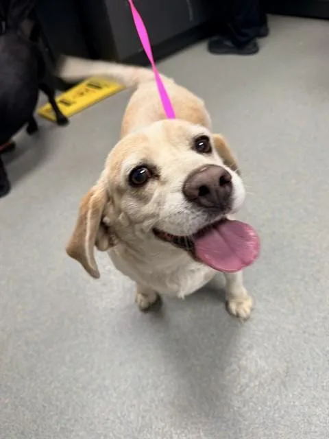 An adult small-sized male Beagle dog named Richard for adoption in Ontario, CA