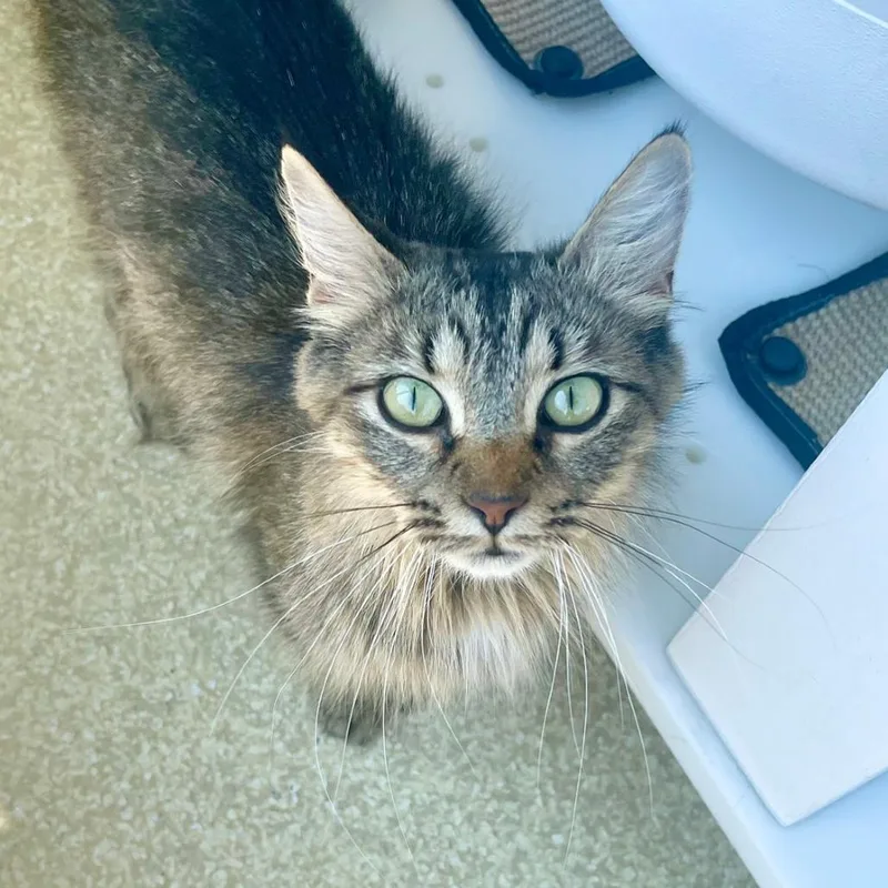 An adult medium-sized female Brown / Chocolate Domestic Medium Hair cat named Ruby for adoption in Deerfield, IL
