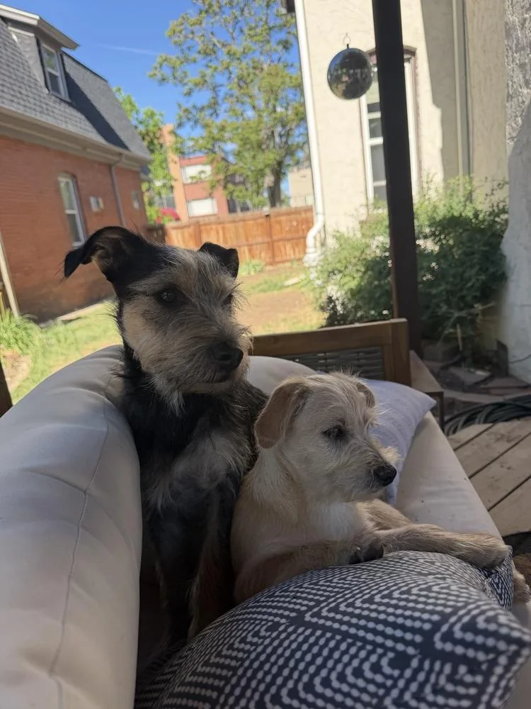 A baby medium-sized male White / Cream Terrier dog named Cosentinoe Henry for adoption in Broomfield, CO