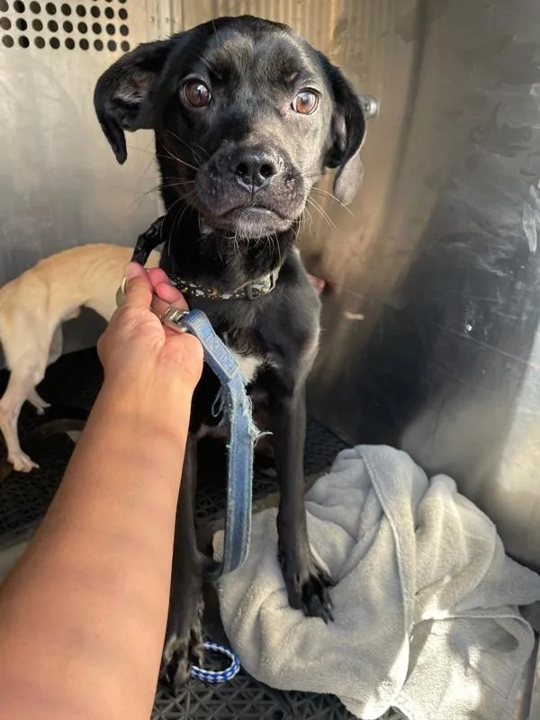 A young medium-sized female Terrier dog named True for adoption in Austin, TX