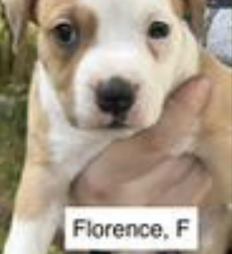 Florence