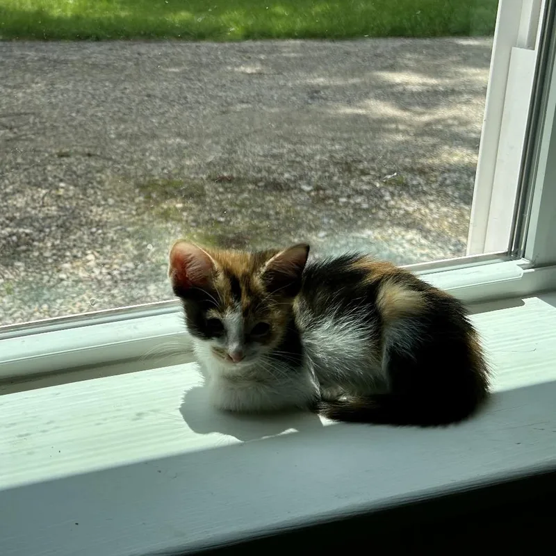 Peanut