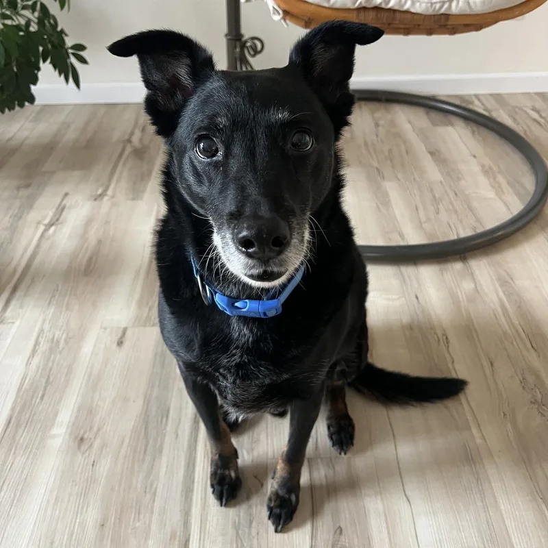 A senior medium-sized male Black Mixed Breed dog named Stanley for adoption in Saint Cloud, MN