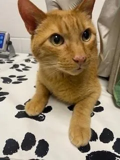 Kenai