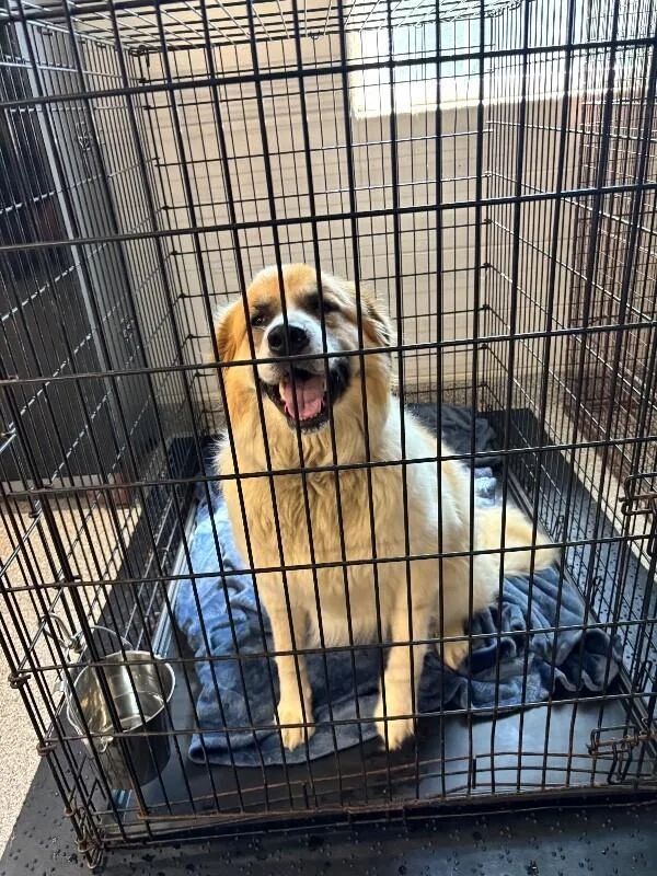 Waffle