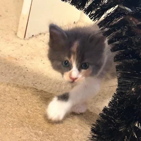A baby small-sized female Gray / Blue / Silver Domestic Short Hair cat named Bubbles for adoption in League City, TX