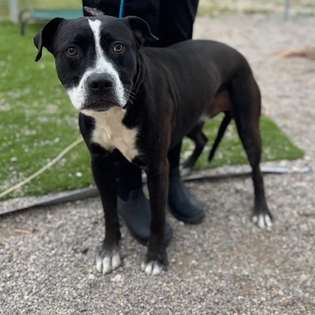 An adult large-sized male Black Boxer dog named Pj for adoption in Bullhead City, AZ