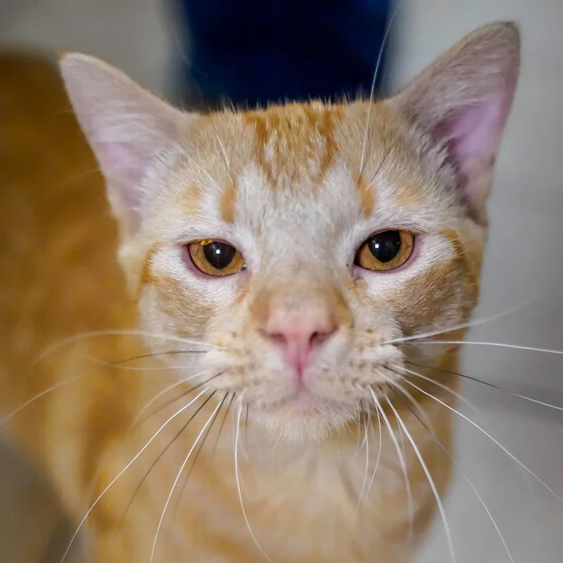 An adult medium-sized male Orange / Red Domestic Short Hair cat named Skip for adoption in Thomaston, ME