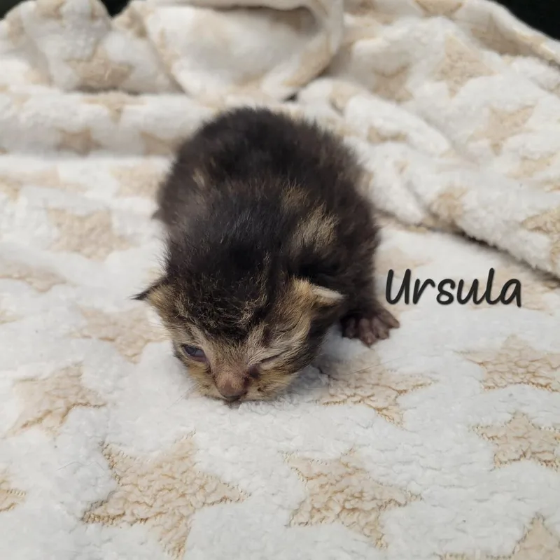 A baby small-sized female Brown / Chocolate Domestic Short Hair cat named Ursula for adoption in Parkersburg, WV