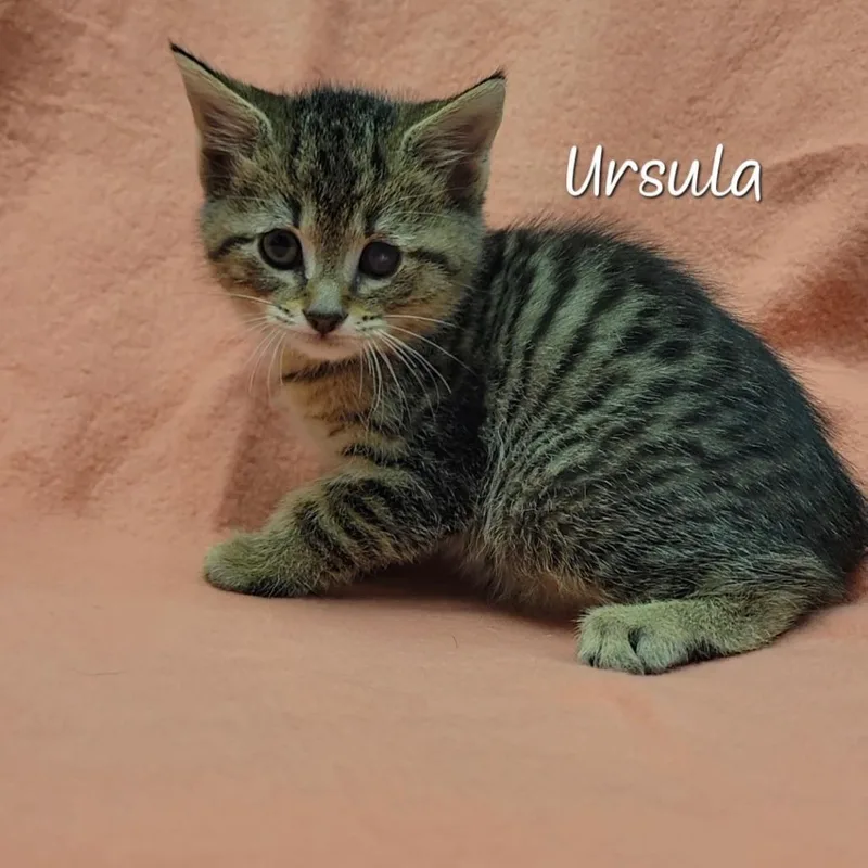 Ursula thumbnail 2