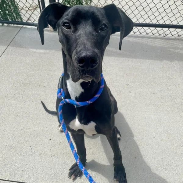 A young large-sized male Great Dane dog named Murphy for adoption in Des Moines, IA