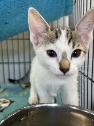 An adult medium-sized female Domestic Short Hair cat named Shamrock for adoption in Baton Rouge, LA