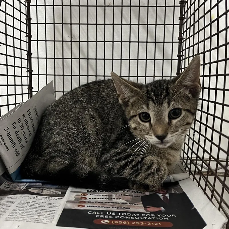 A baby small-sized female Gray / Blue / Silver Domestic Short Hair cat named Hope for adoption in Edinburg, TX