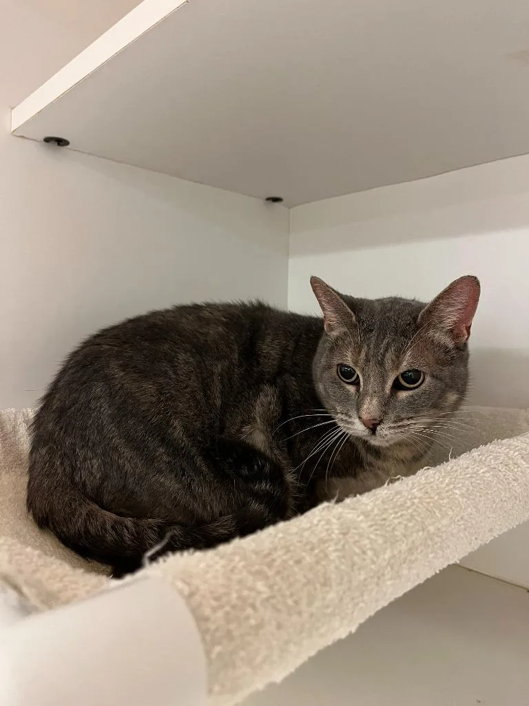 A senior medium-sized female Domestic Short Hair cat named Cat Condo Jasper for adoption in Greenville, TX