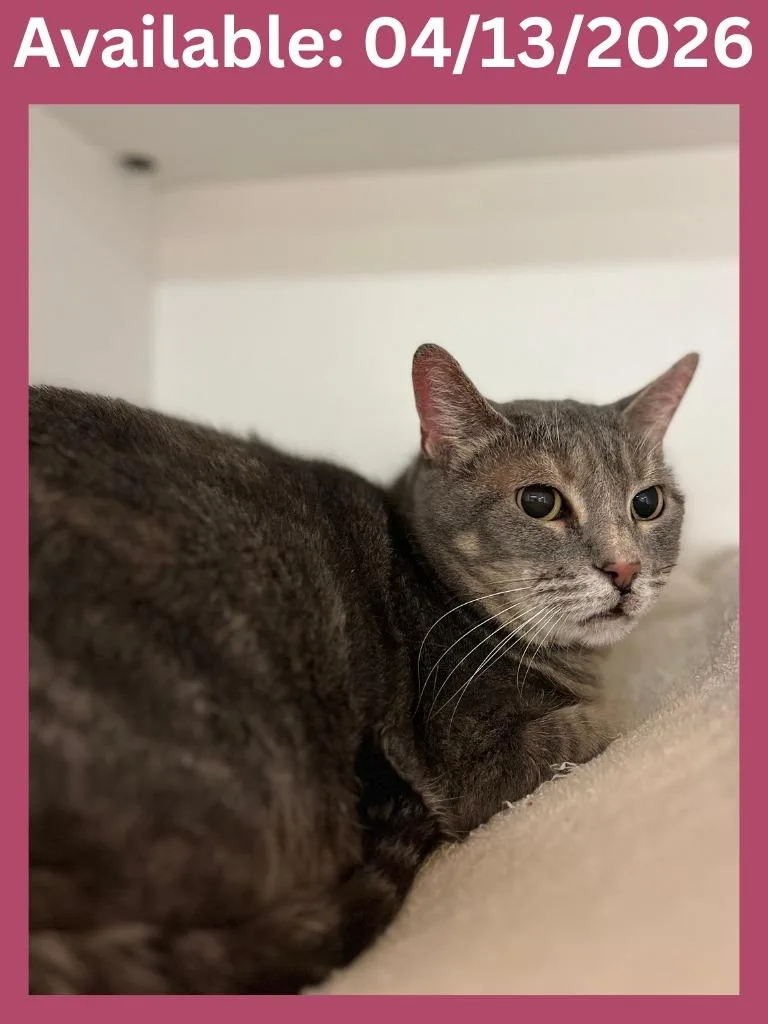 Cat Condo  Jasper thumbnail 2