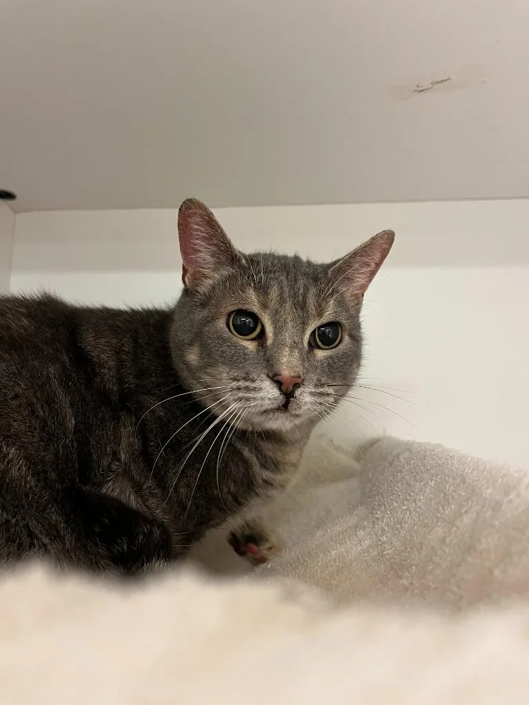 Cat Condo  Jasper thumbnail 3