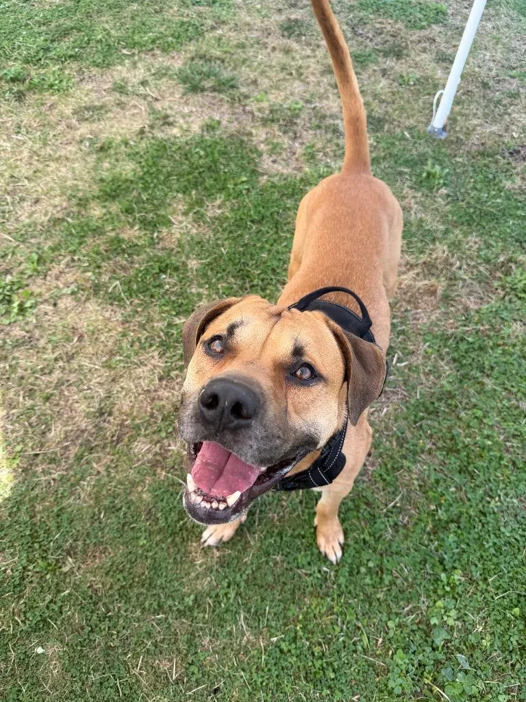 An adult large-sized male Mixed Breed dog named Roscoe for adoption in Hyde Park, NY
