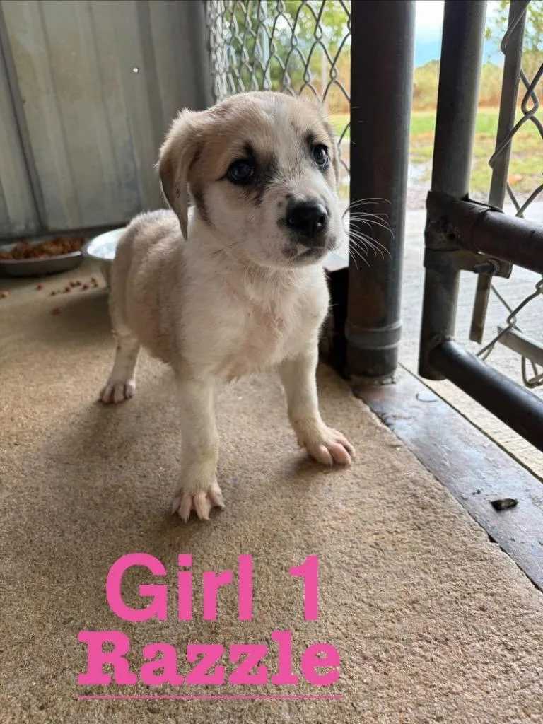 A baby medium-sized female Anatolian Shepherd dog named Razzle for adoption in Ada, OK