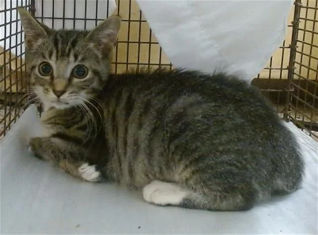 A baby small-sized female Domestic Short Hair cat named Nikita for adoption in Miami, FL