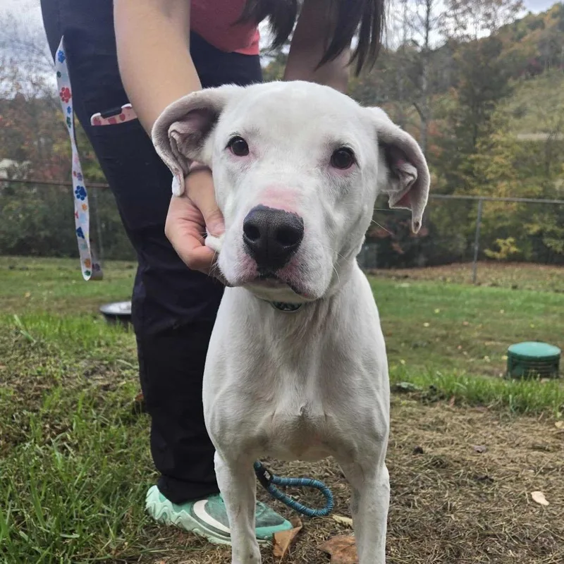 An adult small-sized male White / Cream Mixed Breed dog named Fig Newton for adoption in Spruce Pine, NC