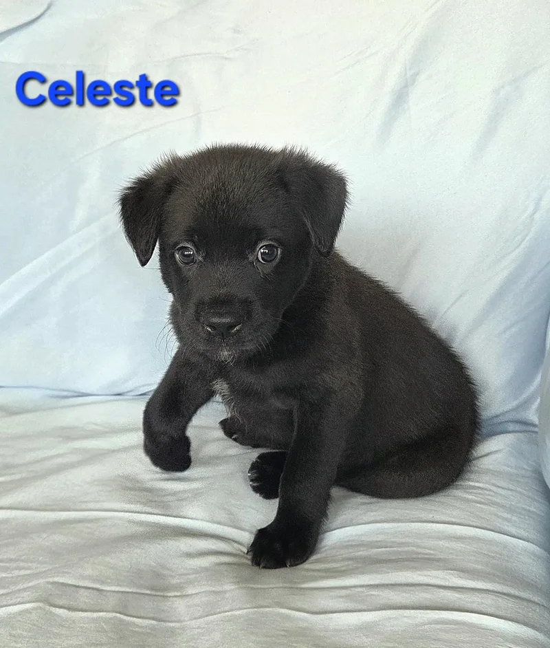 A baby medium-sized female Black Labrador Retriever dog named Celeste for adoption in Colorado Springs, CO