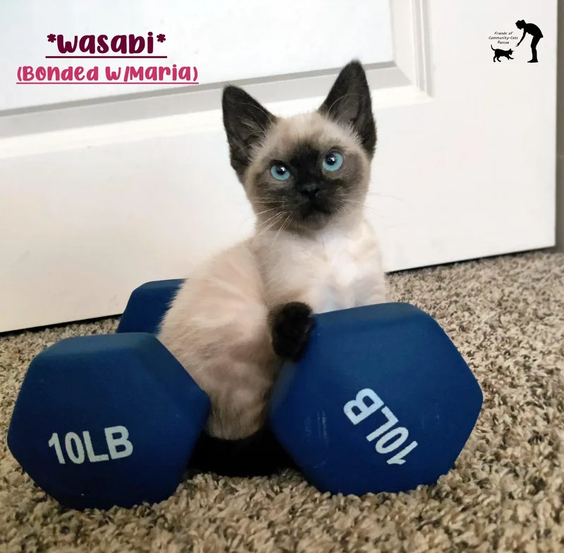 A baby small-sized female Seal Point Domestic Short Hair cat named Wasabi for adoption in Centerville, UT