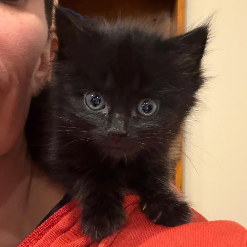 A baby small-sized male Black Domestic Long Hair cat named Jason for adoption in Union, MO