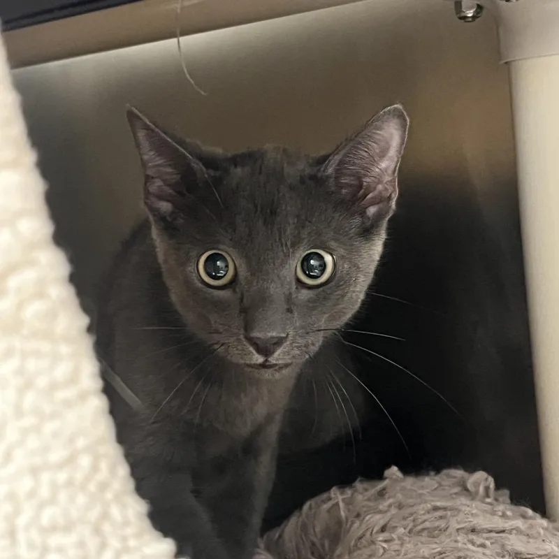 A baby small-sized male Gray / Blue / Silver Domestic Short Hair cat named Lionel for adoption in West Palm Beach, FL