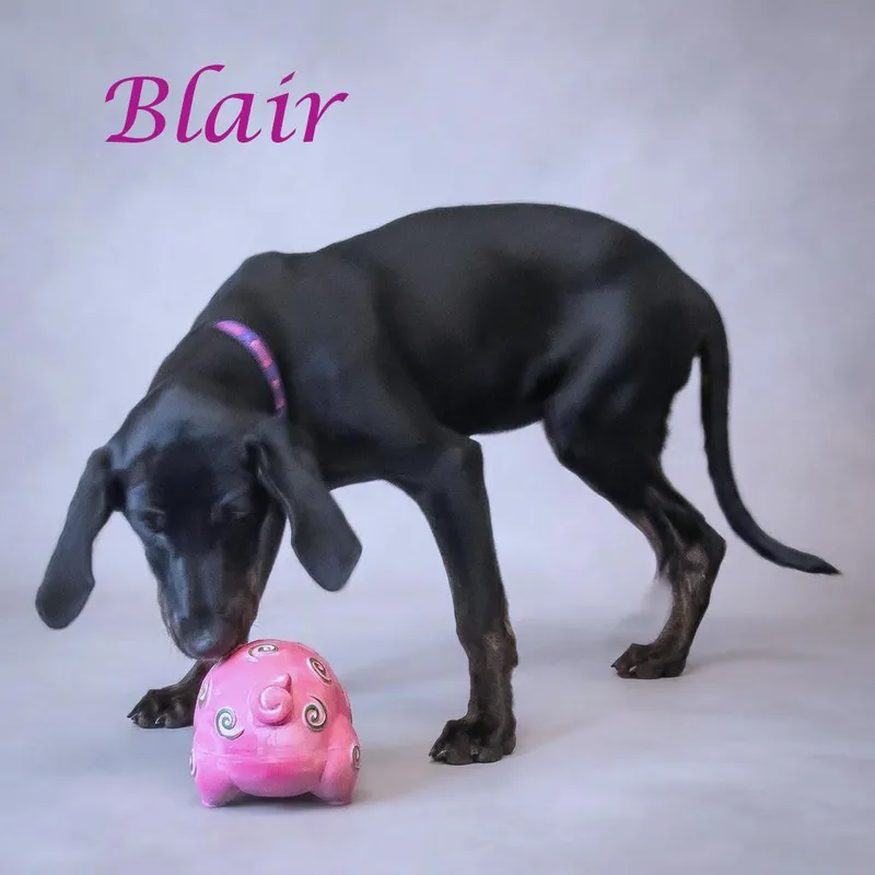 A baby medium-sized female Black Hound dog named Blair D for adoption in Lebanon, TN