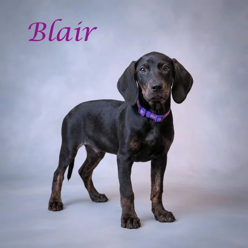 Blair D thumbnail 2