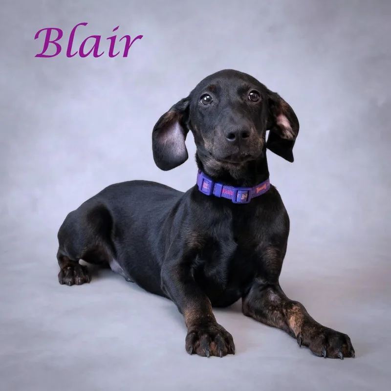 Blair D thumbnail 3