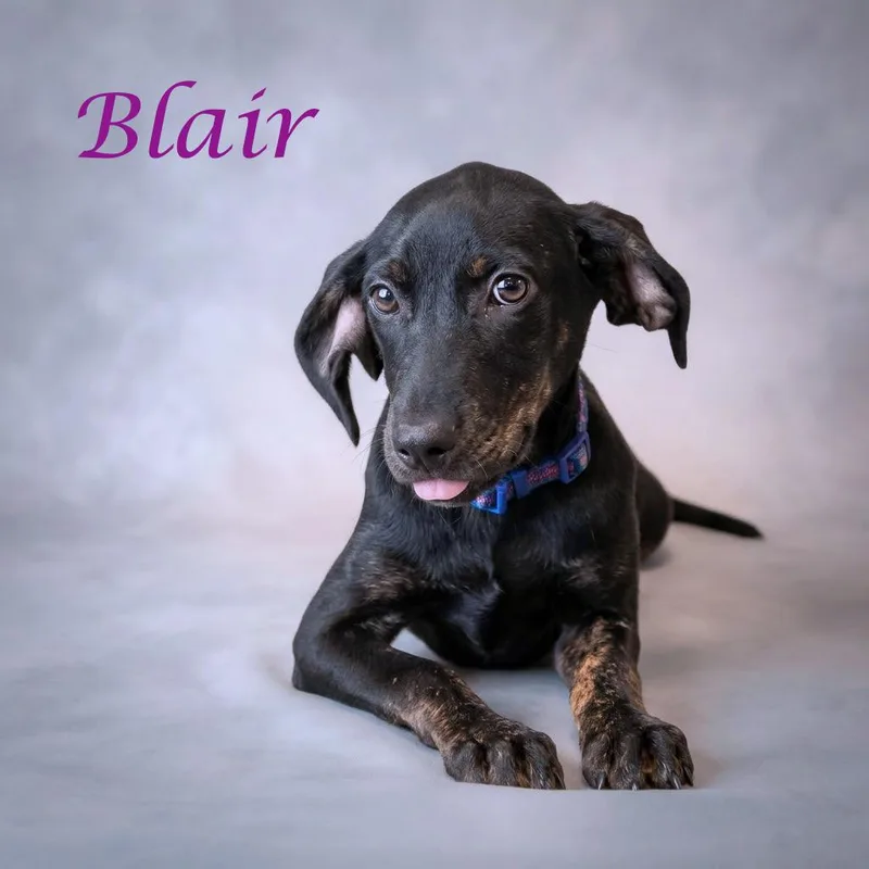 Blair D thumbnail 4