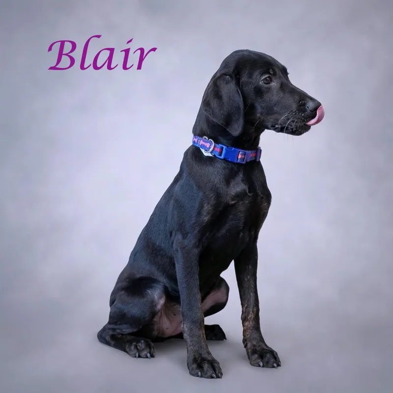 Blair D thumbnail 5