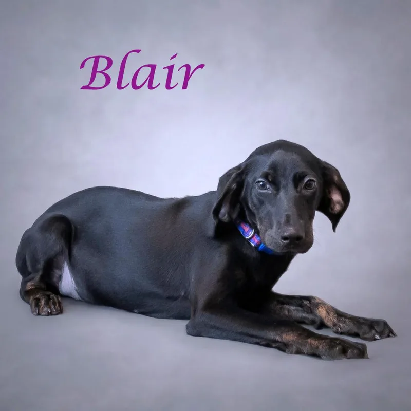 Blair D thumbnail 6