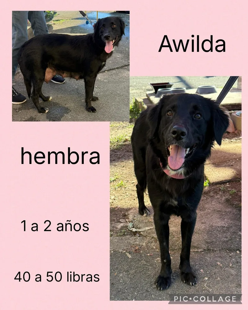A young medium-sized female Mixed Breed dog named Awilda for adoption in San Juan, PR