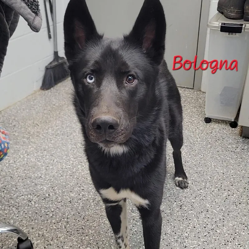 Bologna
