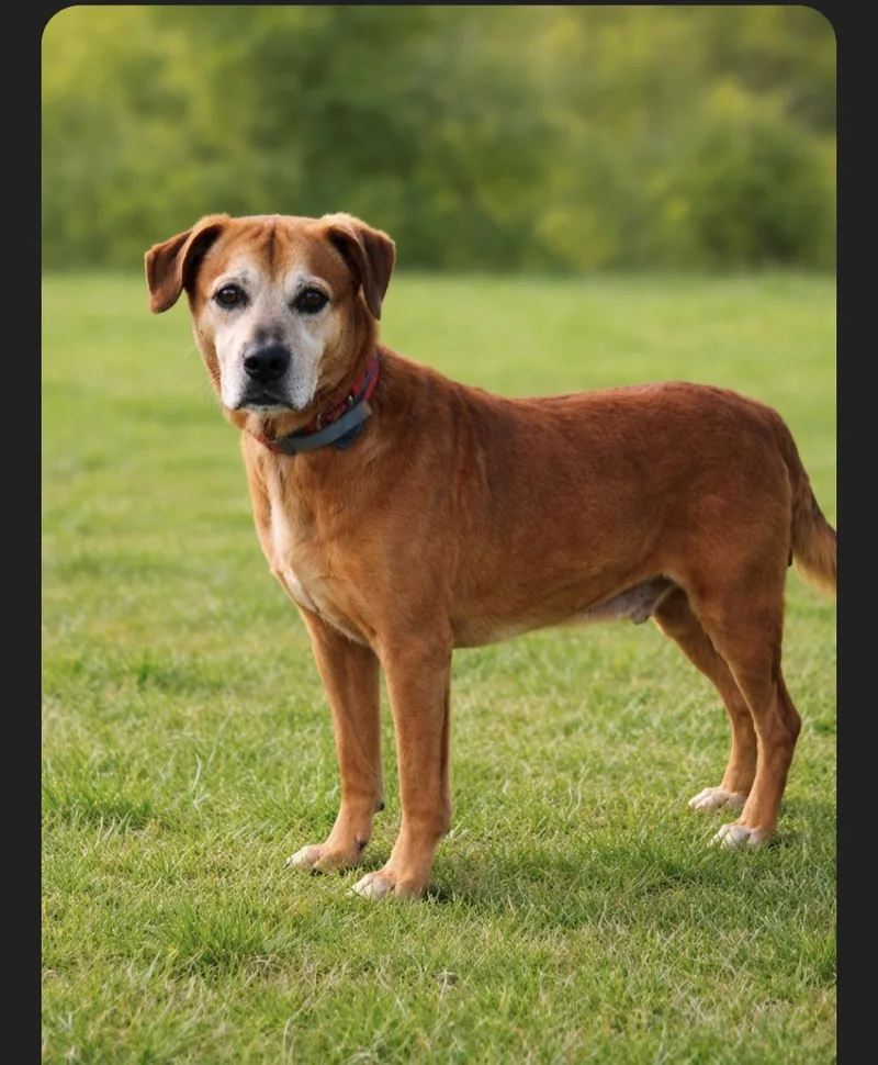 Bojangles thumbnail 2