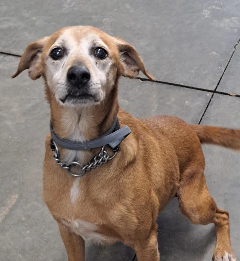 Bojangles thumbnail 3