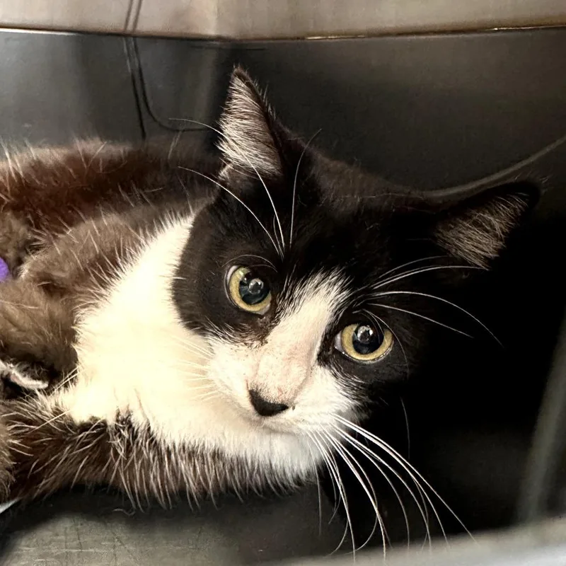 A young medium-sized female Black Domestic Short Hair cat named Roxy for adoption in Salt Lake City, UT
